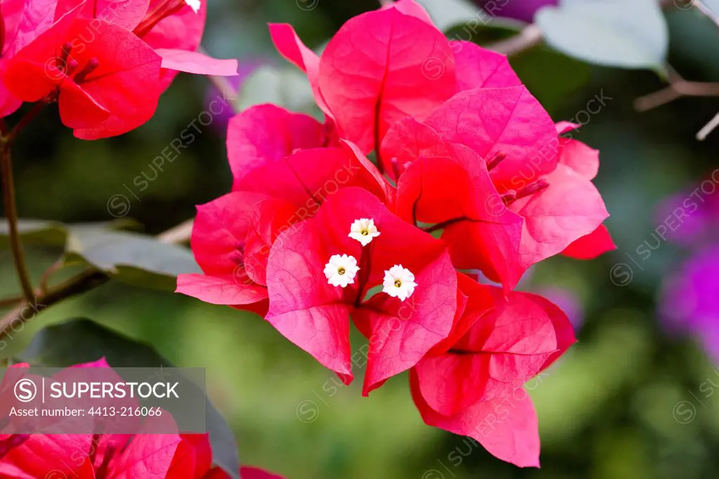 Flower portrait of Bougainvillea Costa Rica