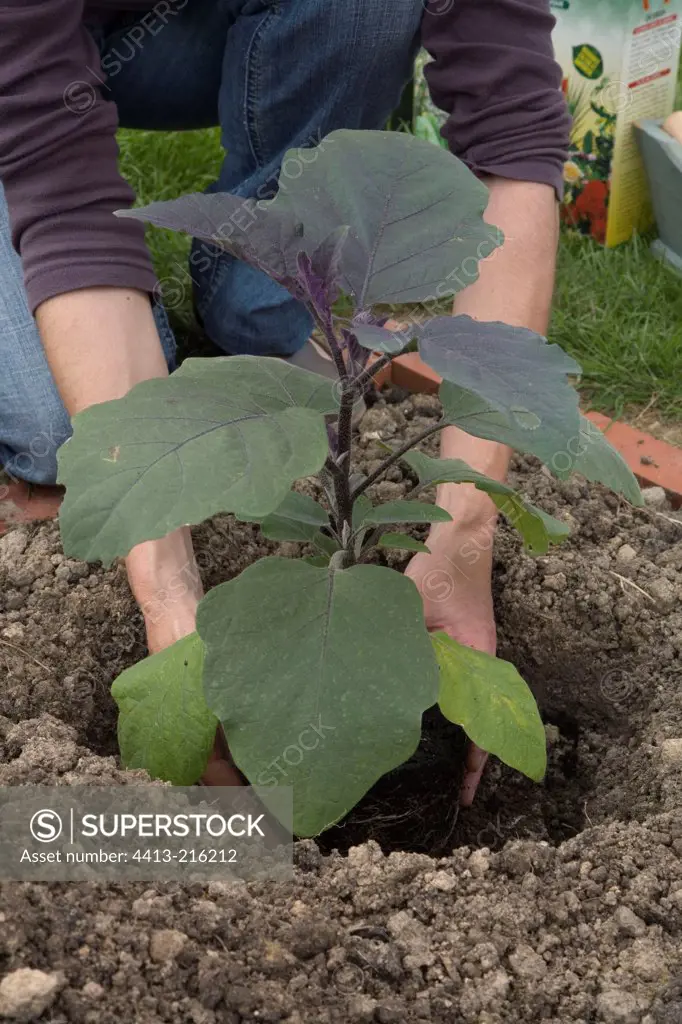 Eggplant plantation in a kitchen garden