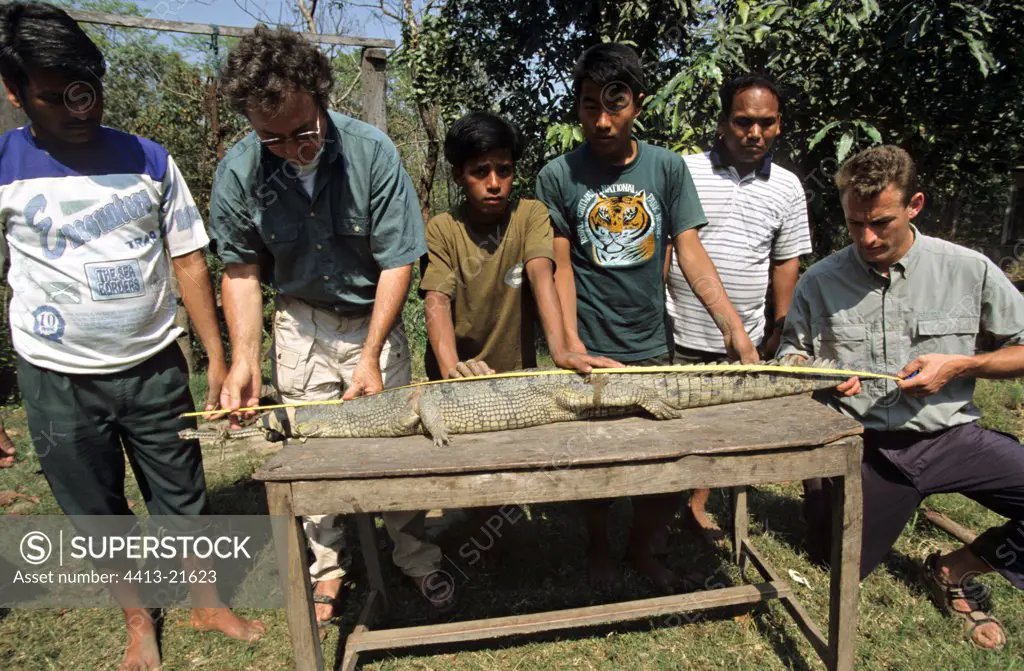 Men and children measuring Gharial of the gange Nepal