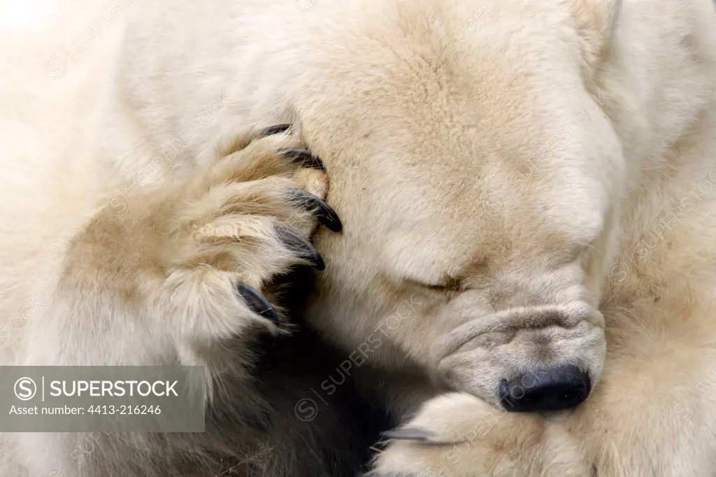 Polar Bear scratching his head and nibbling his paw