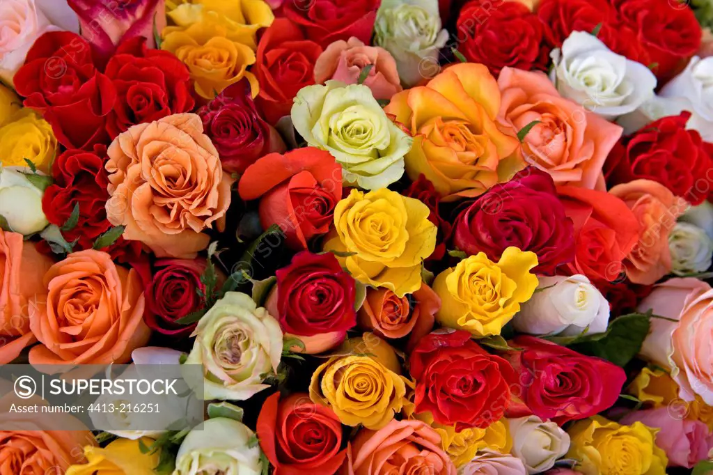 Roses multicolored Portugal
