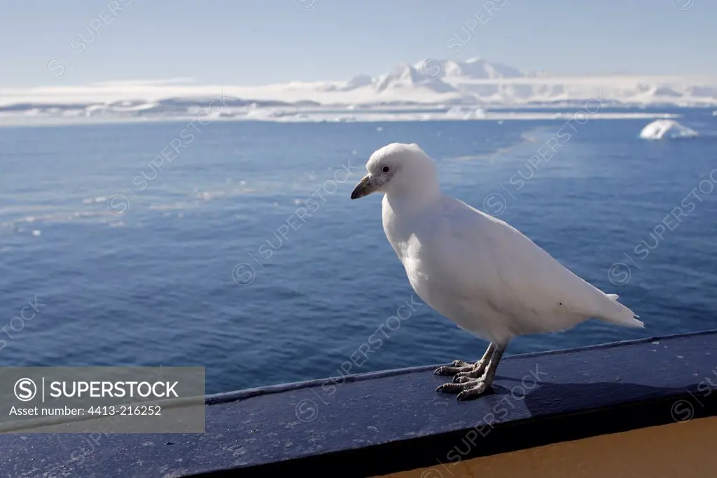 Snowy Sheathbill settled on a ship's rail Antarctica