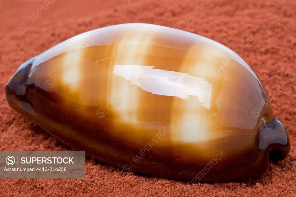 Cowrie on red sand