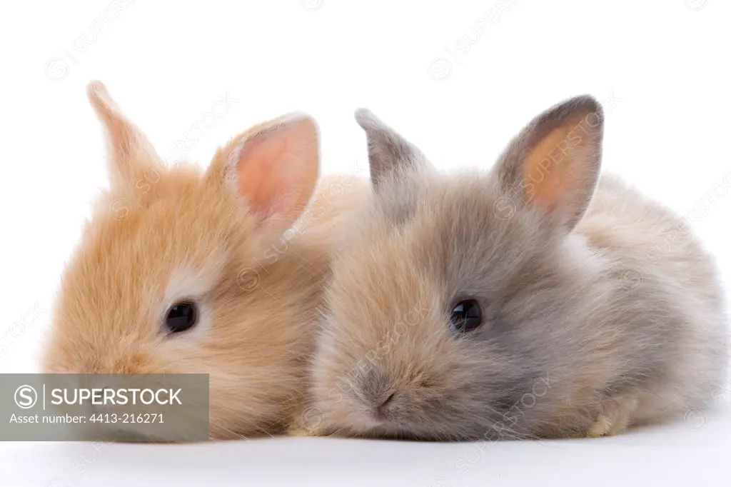 Young domestic rabbits