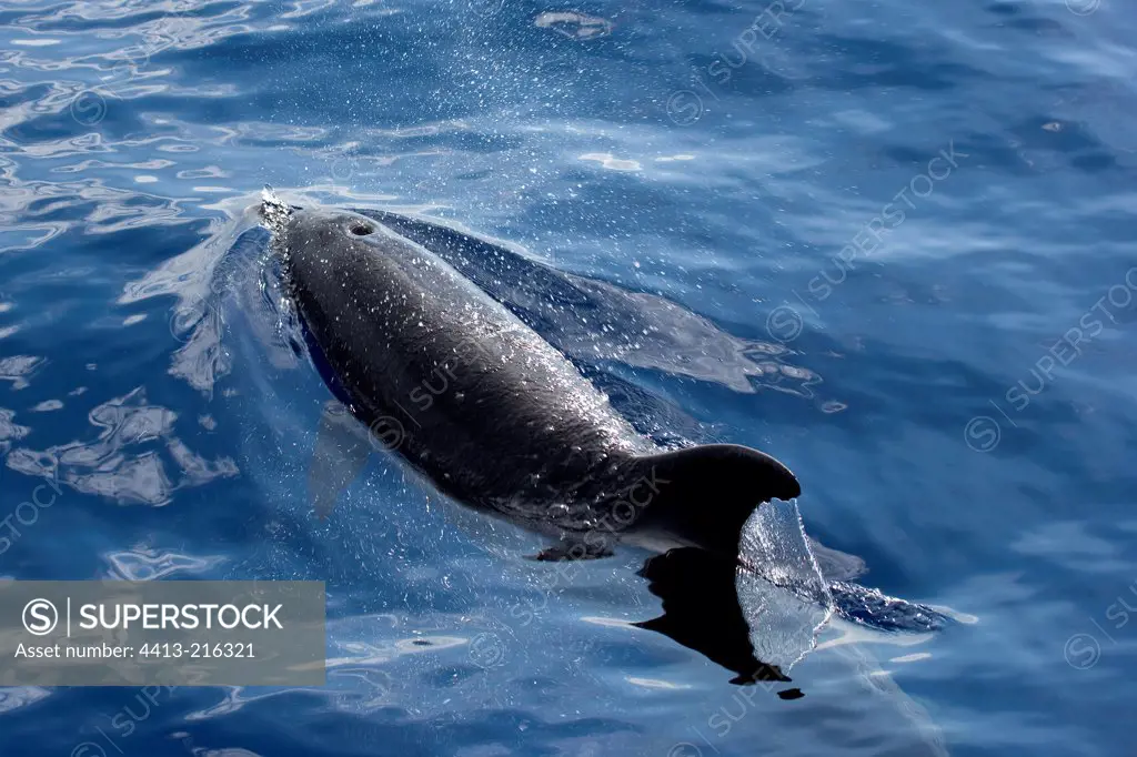 Bottlenose Dolphin breathing on surface Madeira Portugal
