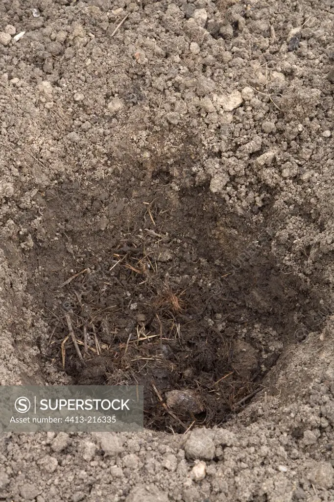 Inflow of manure into the planting hole