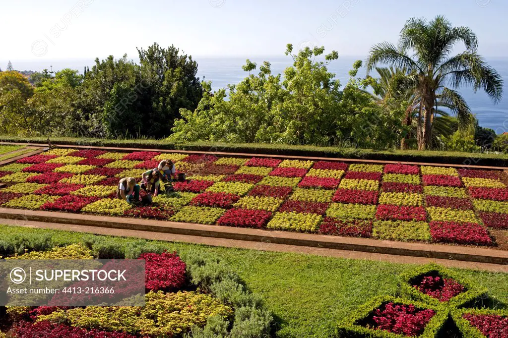 Vegetal patterns Botanical Garden Funchal Madeira