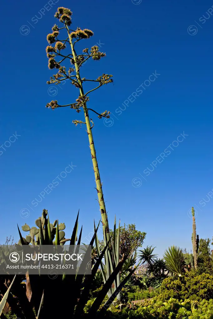 Flowering stem from Agave Botanical Garden Funchal Madeira
