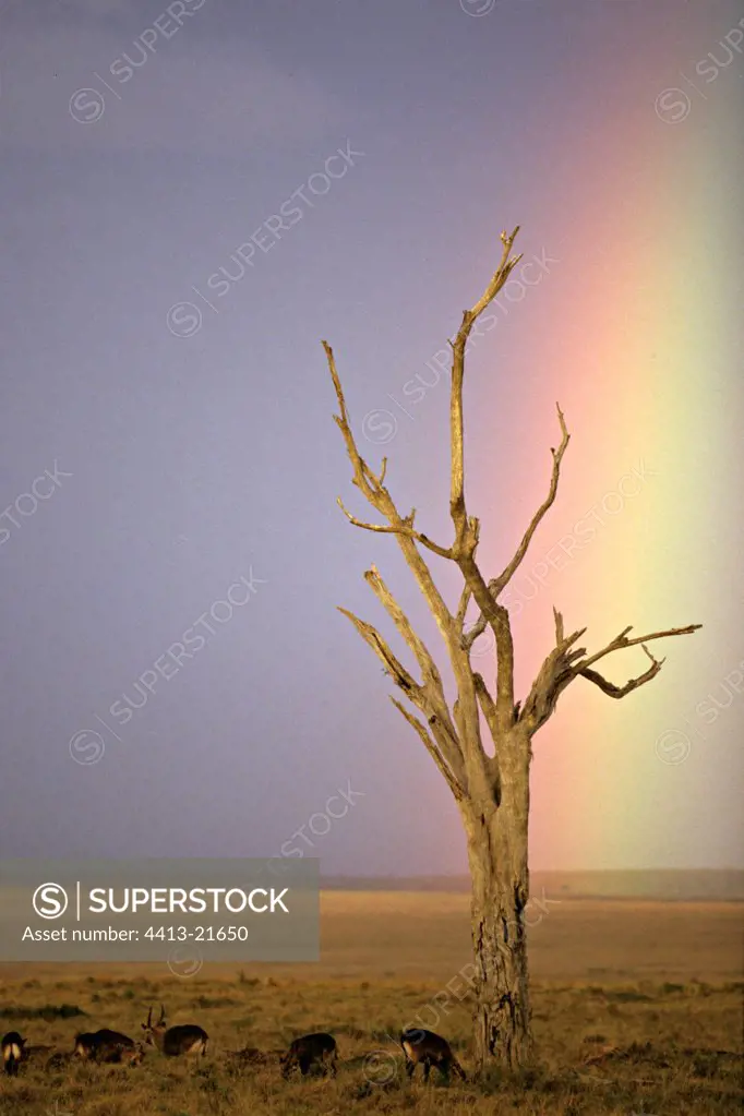 Rainbow above a dead tree Masaï Mara Kenya