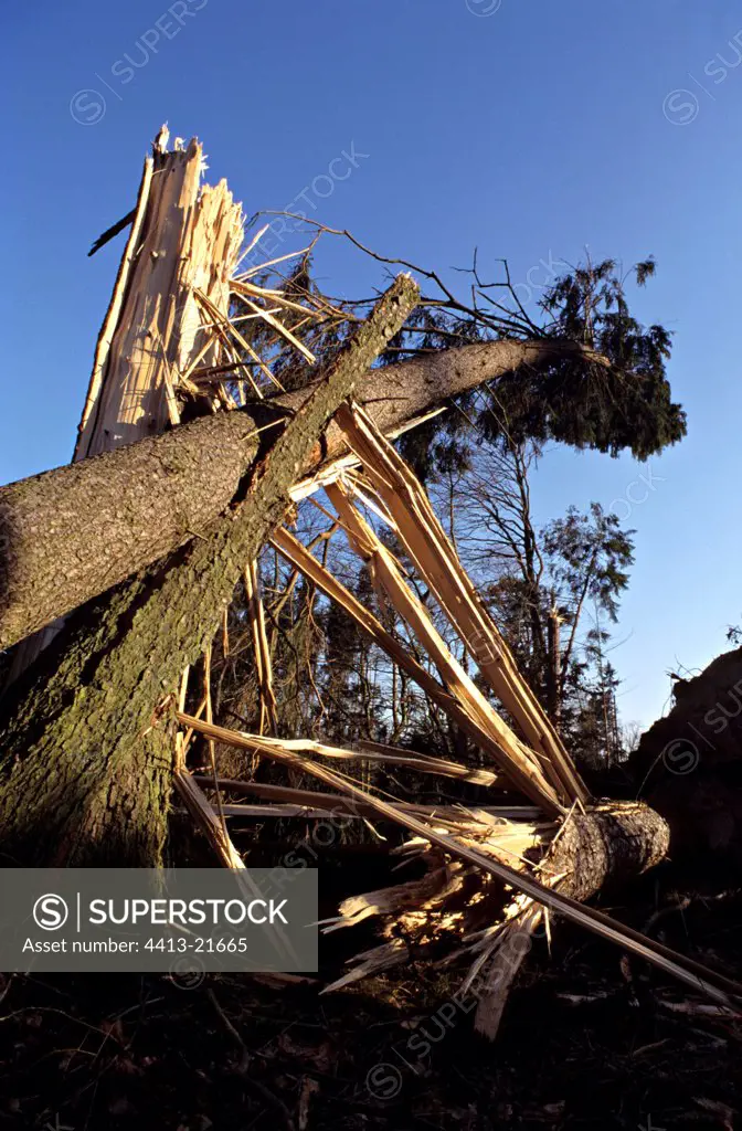 Tree broken by the storm Forest of the small stone France