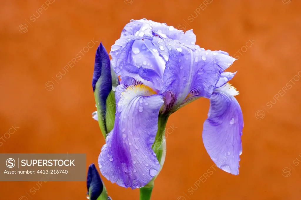 Blue Iris flower in front of ruddle wall Provence