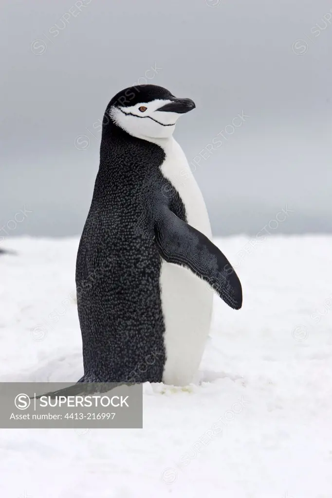 Portrait of a Chinstrap penguin Antarctic Peninsula