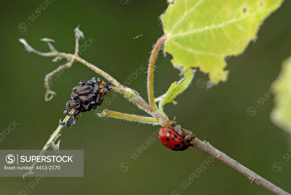 Coleopter and larvae on a branch of Aspen France