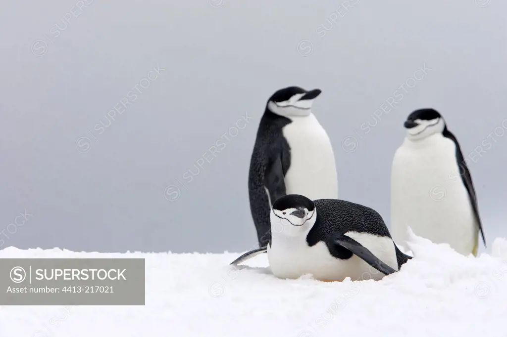 Group of Chinstrap penguins Antarctic Peninsula