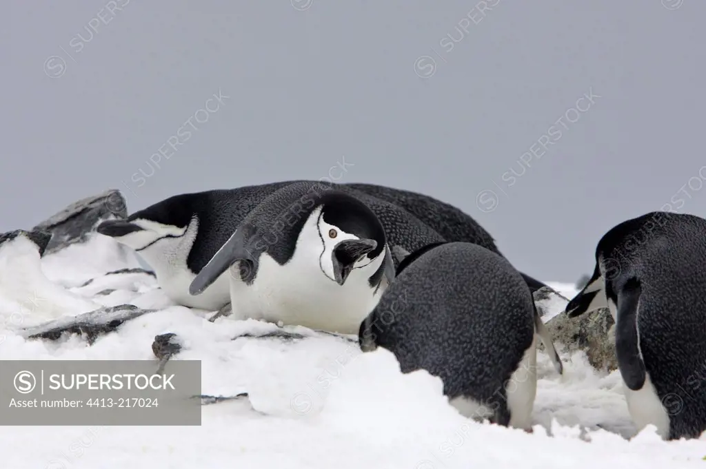 Quarelling Chinstrap penguins Antarctic Peninsula