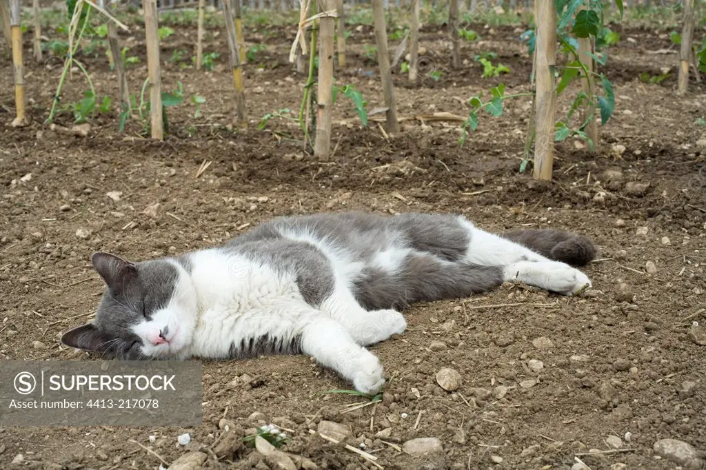 Cat resting in kitchen garden Provence France