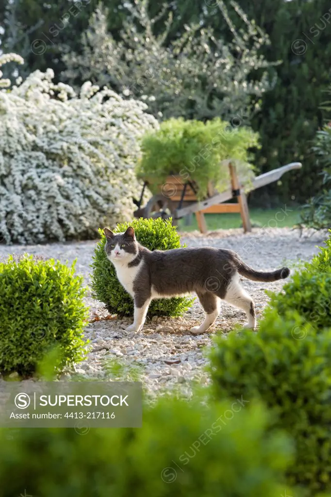 Vanhout Spiraea flowers and cat in garden Provence
