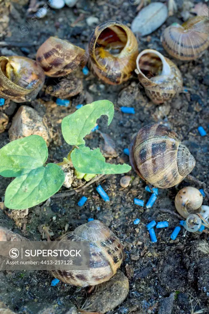 Bait for slugs and snails empty shells Provence France