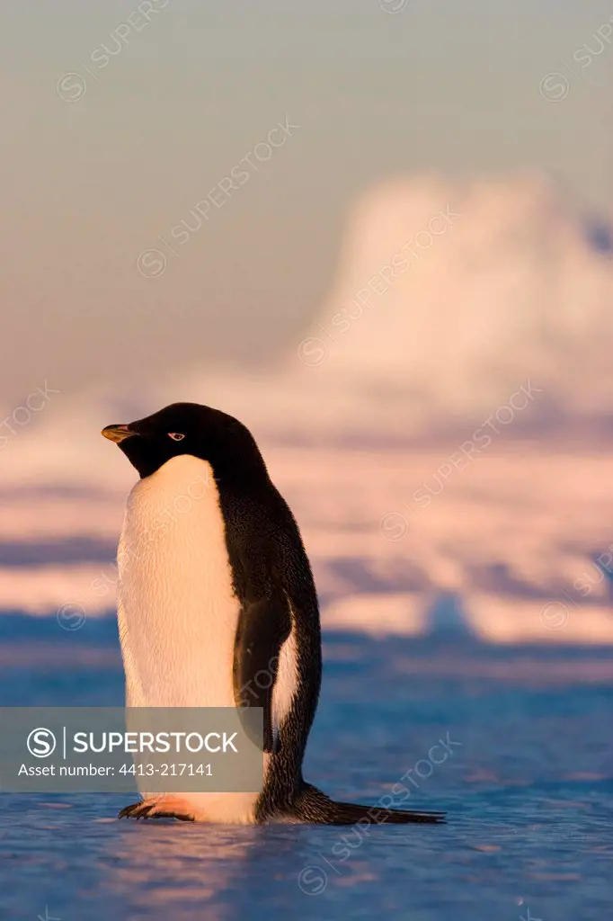 Adelie penguin of frozen sea Terre Adelie