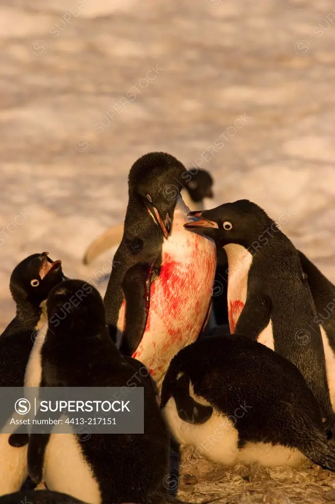 Violent fights of Adelie penguins Terre Adelie