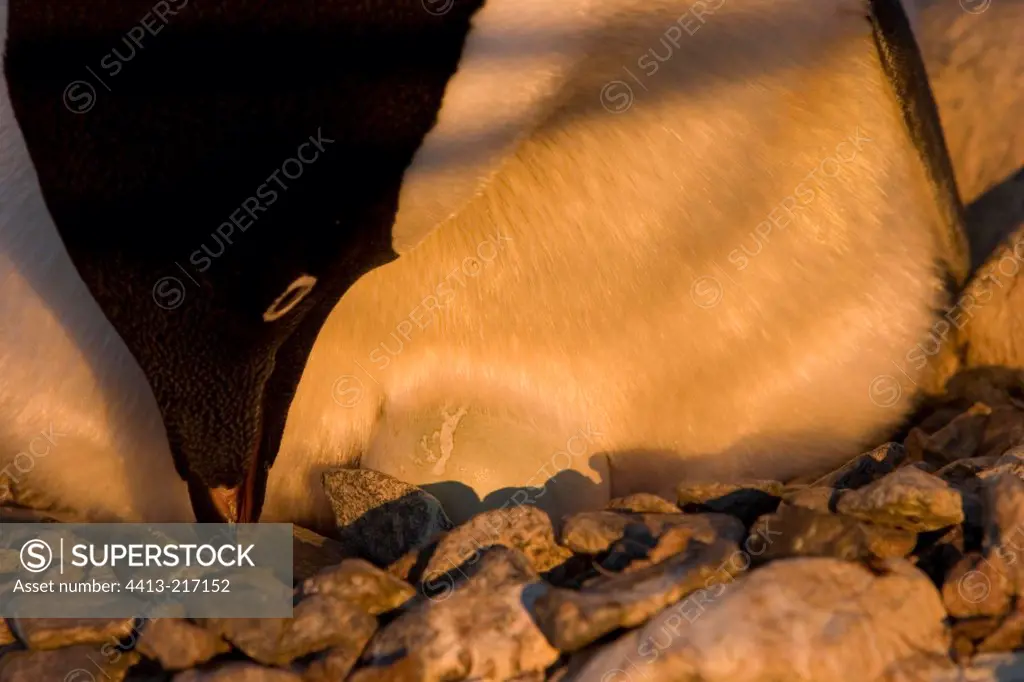 Adelie penguin placing again stones of its nest Terre Adelie