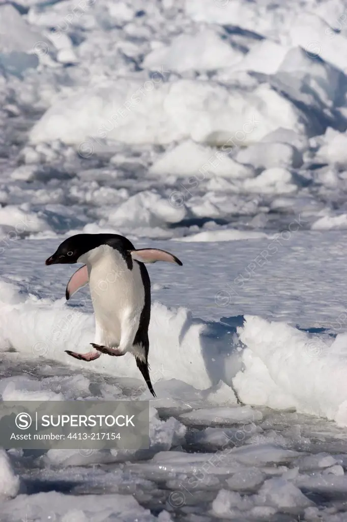 Adelie penguin jumping into icy water Terre Adelie
