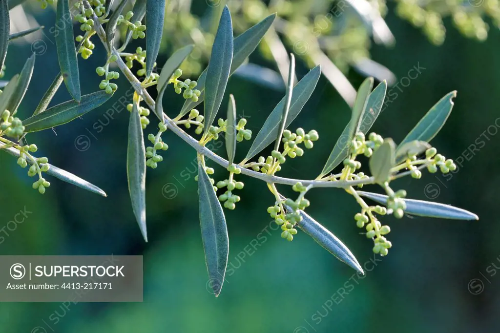 Olive Branch with flowers Provence France