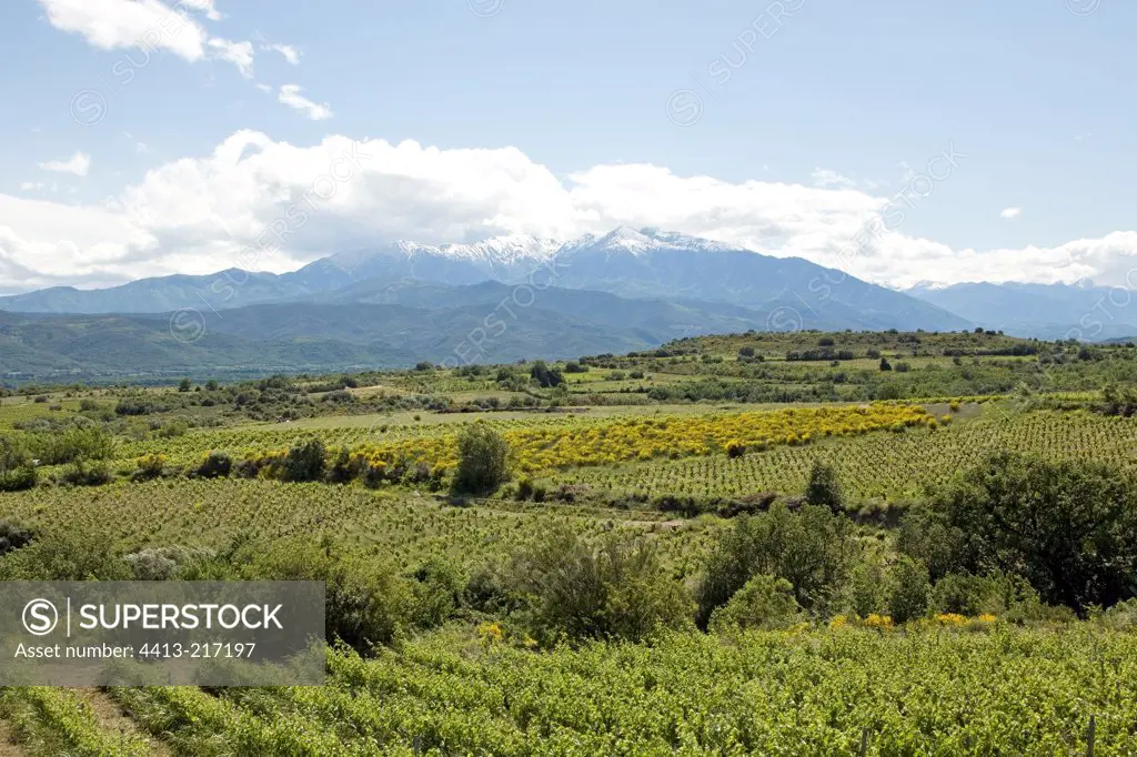 Landscape of vineyards and Mount Canigou Languedoc-Roussillo