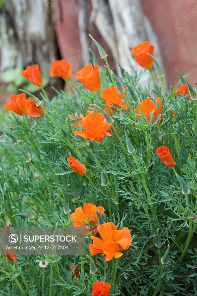 Massif of California poppies Provence France