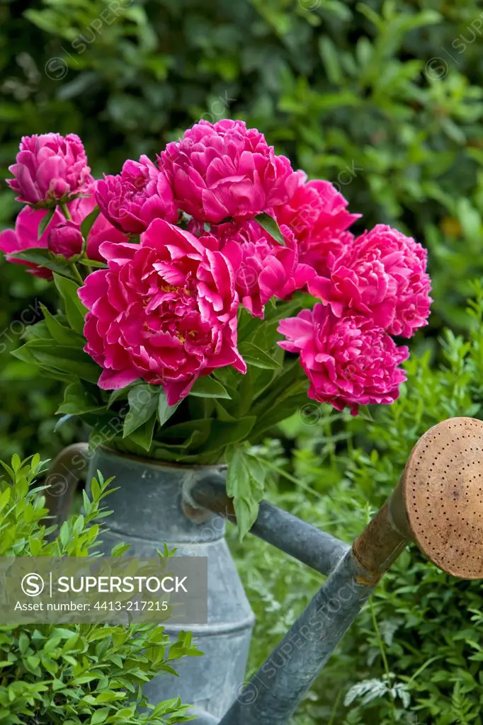 Bouquet peony on Watering can Provence France