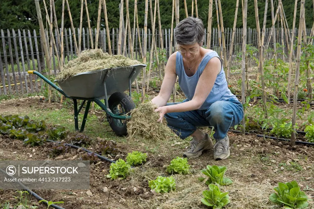 Setting up the mulch in the rows of salad Provence France