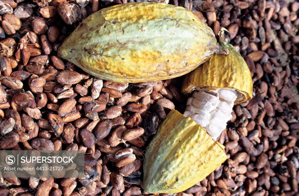 Dent and Cocoa broad beans Penang Malaysia