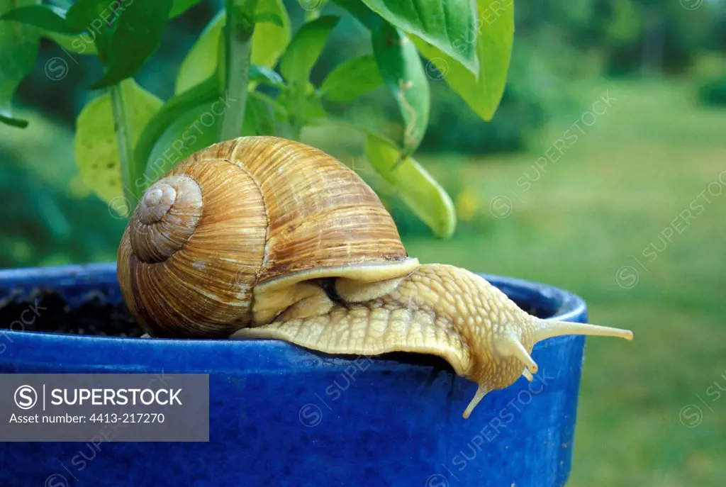 Snail in a container