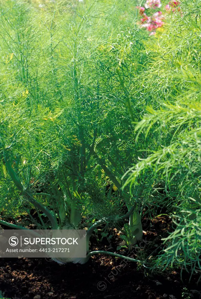 Bulbous fennel