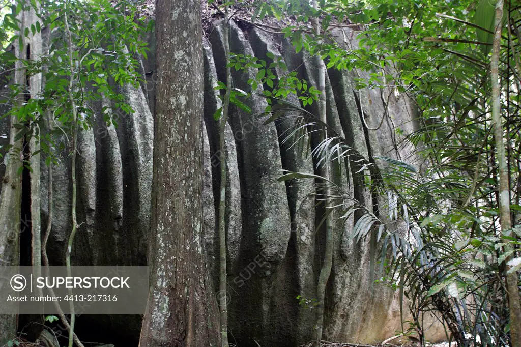 Graniticerocks in the rainforest in Suriname