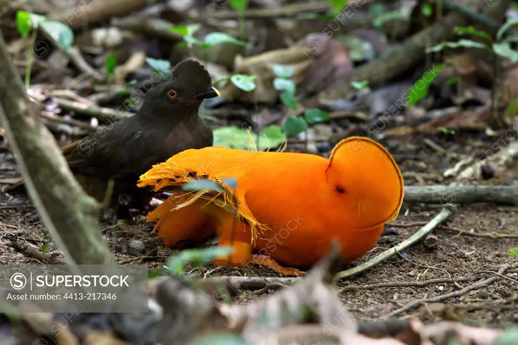 Coupling of Coq-orange rock in Suriname