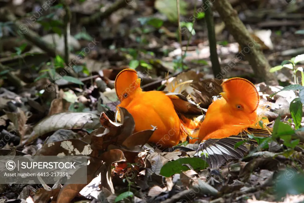 Fighting Cocks of rock-orange males in Suriname