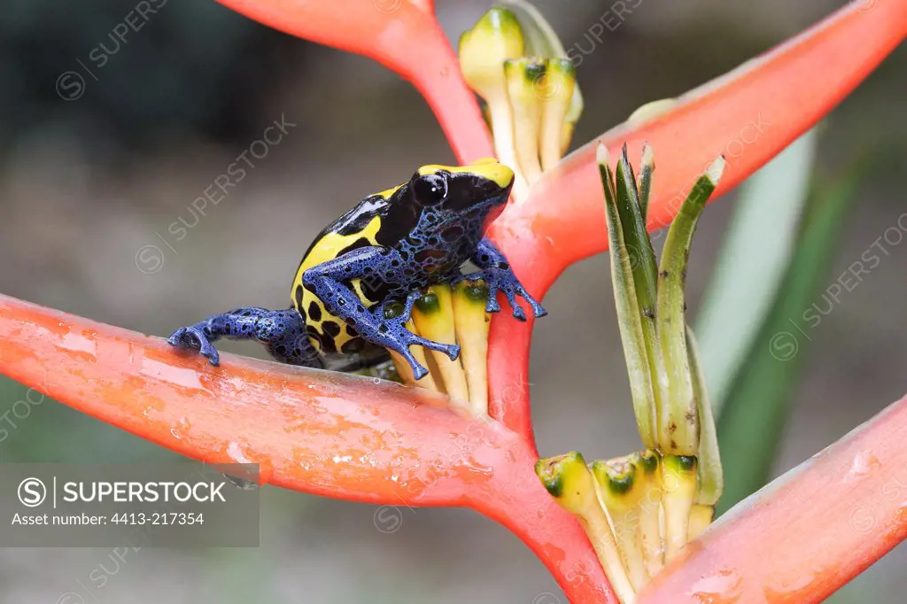 Dendrobate on Heliconia in Suriname