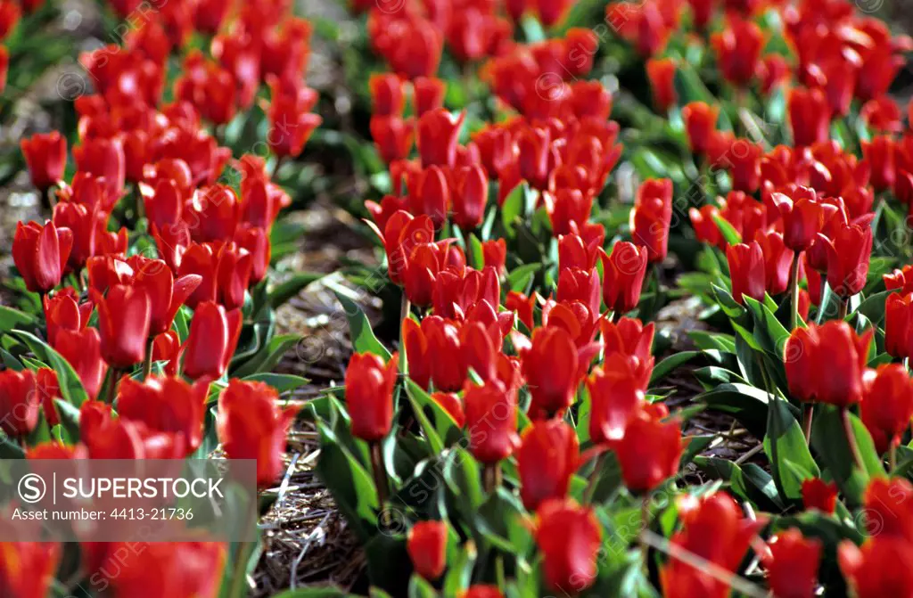 Multitude of red Tulips in field Holland