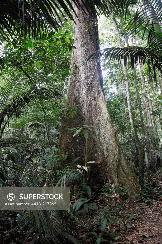 Fromager tree in the rainforest in Suriname