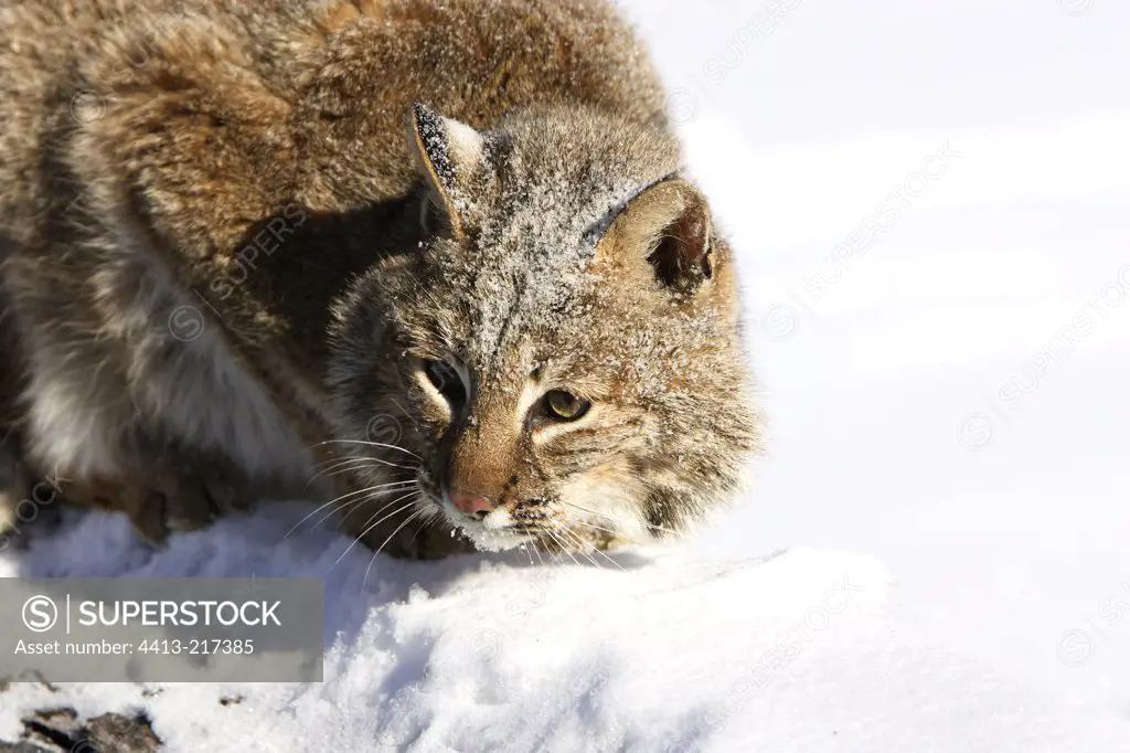Bobcat in the snow in the USA