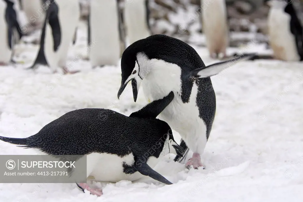 Quarelling Chinstrap penguins Antarctic Peninsula
