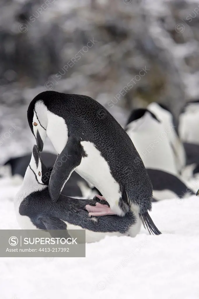 Chinstrap penguins mating Antarctic Peninsula