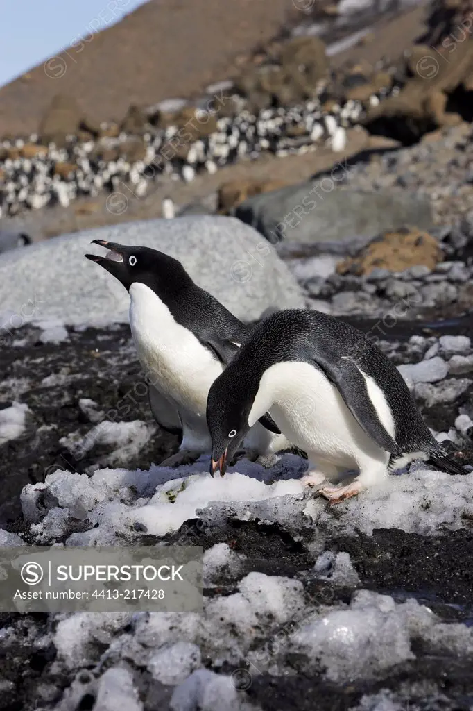 Adelie penguins on a rock shore Antarctic Peninsula
