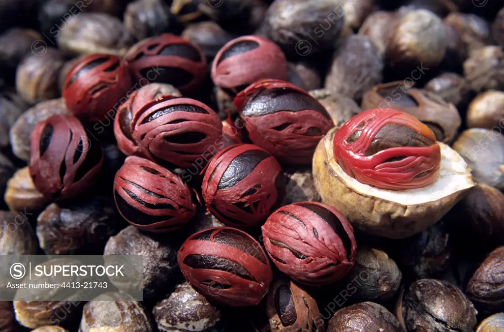 Nutmeg dry Penang Malaysia