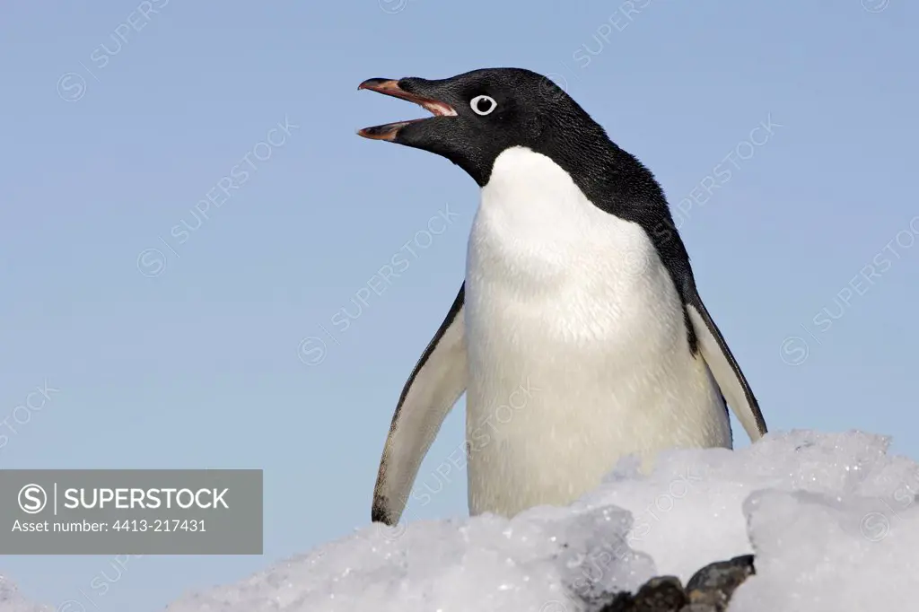 Adelie penguin vocalizing Antarctic Peninsula