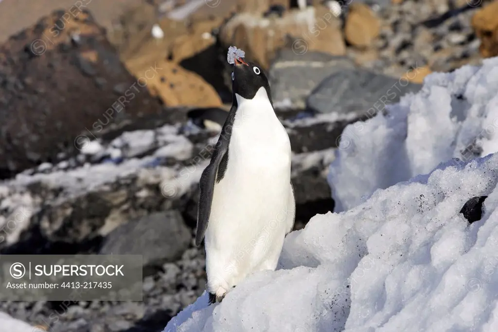 Adelie penguin with an ice bit in its beak Antarctic