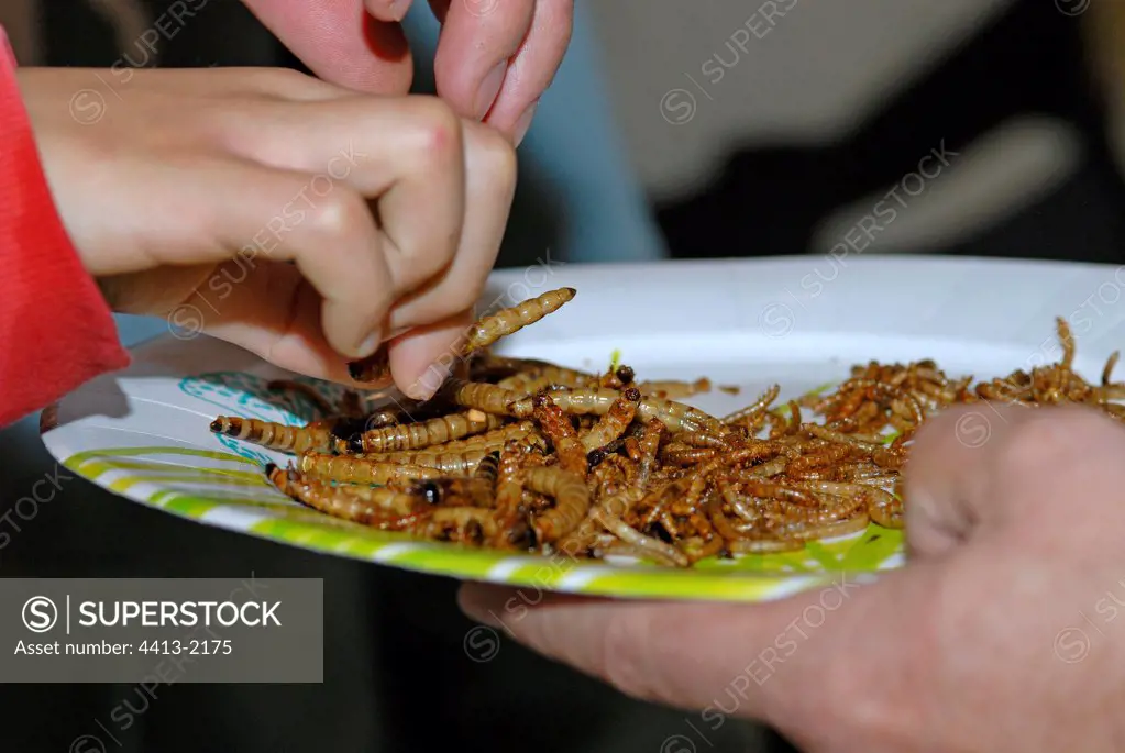 Tasting of fried larvae of Tenebrions France