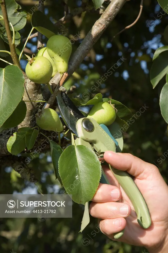 Thinning pears in june
