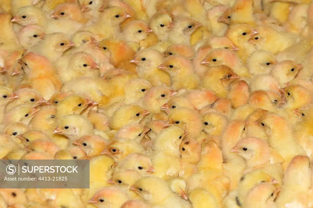 Chicks out of incubator in Alsace